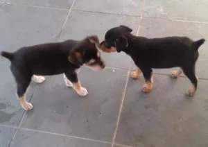 Cachorro raça  idade Abaixo de 2 meses nome pepa, marley,e pepita
