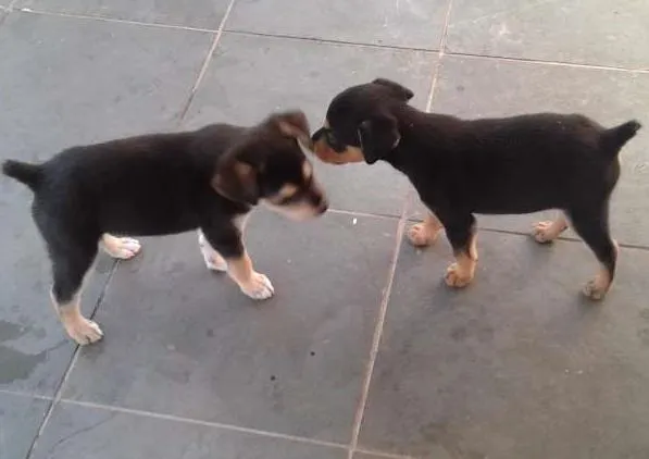 Cachorro ra a  idade Abaixo de 2 meses nome pepa, marley,e pepita