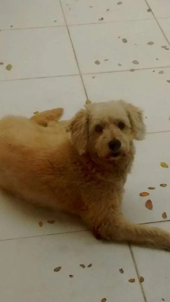 Cachorro ra a Vira lata idade 5 anos nome Falcão