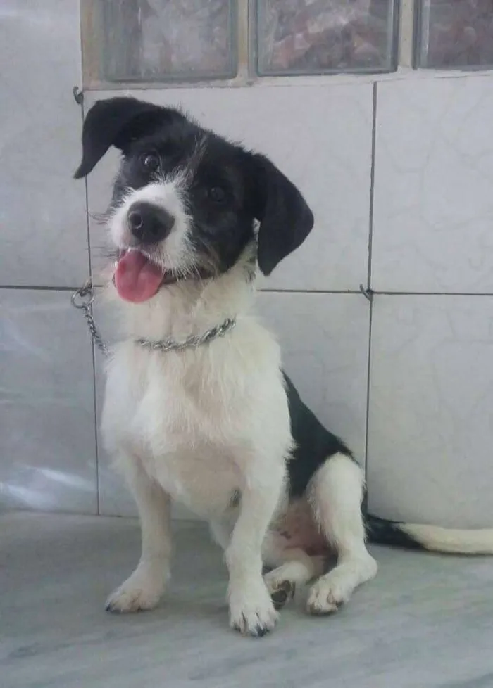 Cachorro ra a SRD idade 2 a 6 meses nome André