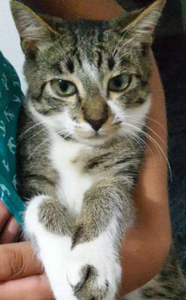 Gato raça siameses com outra raça(mistura) idade 2 a 6 meses nome bartolomeu