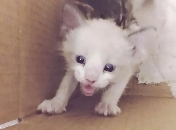Gato ra a viralata idade Abaixo de 2 meses nome Branquinho