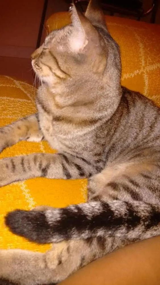 Gato ra a  idade 3 anos nome Xany