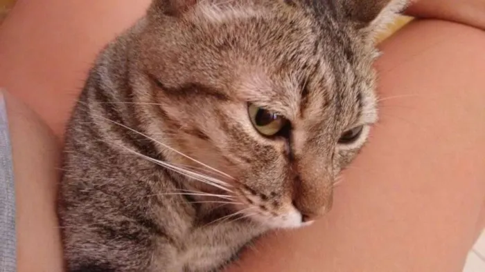 Gato ra a  idade 3 anos nome Xany