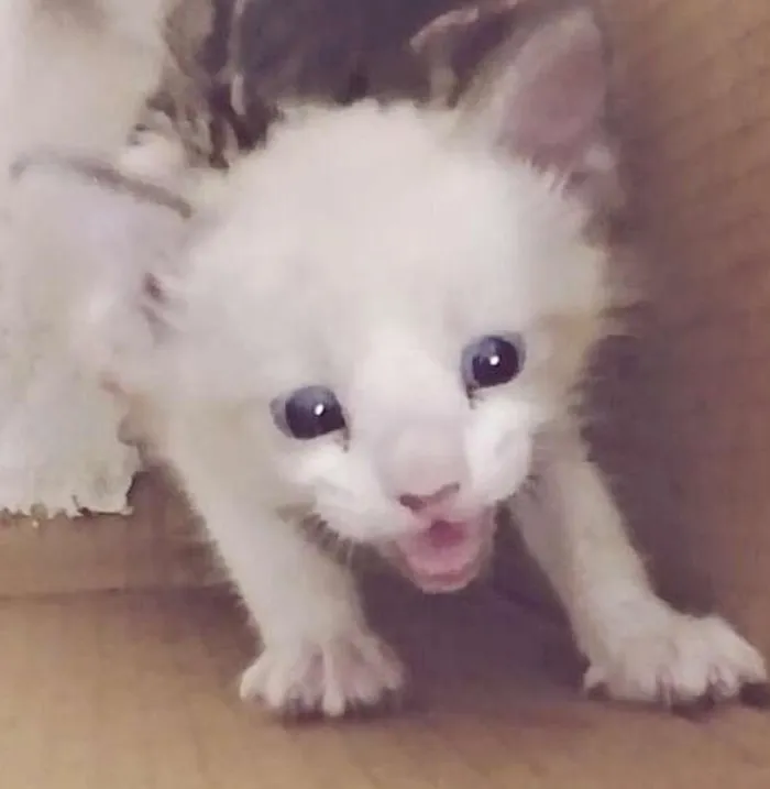 Gato ra a viralata idade Abaixo de 2 meses nome Branquinho