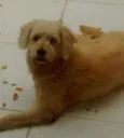 Falcão