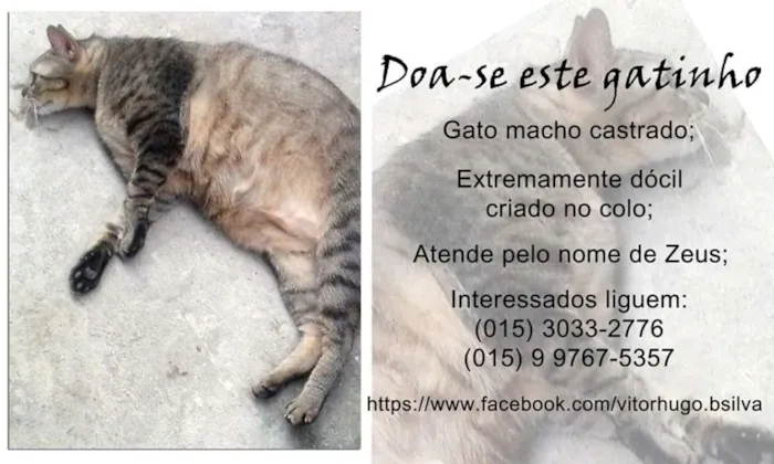 Gato ra a  idade 3 anos nome Zeus, Milene e Nico