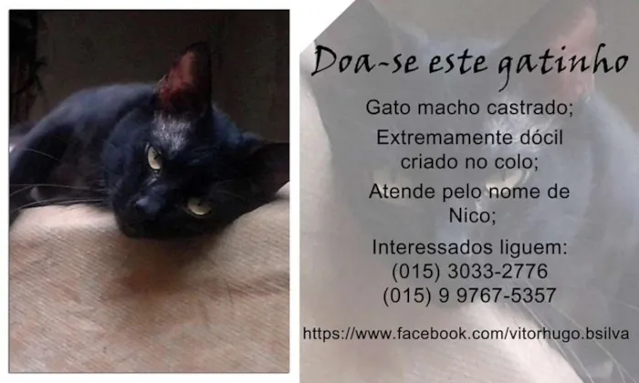 Gato ra a  idade 3 anos nome Zeus, Milene e Nico