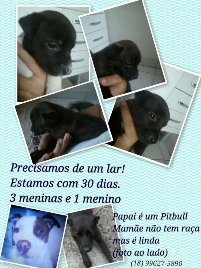 Cachorro ra a por bull x vira lata idade Abaixo de 2 meses nome São filhotes não po