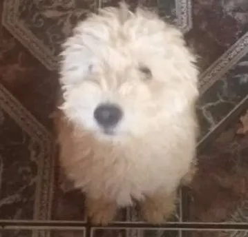 Cachorro ra a Poodle com Lhasa idade 2 a 6 meses nome Luke Skywalker