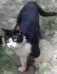 Zeus, Milene e Nico