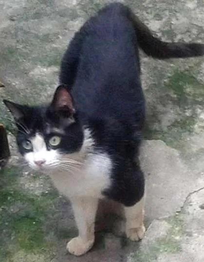Gato ra a  idade 3 anos nome Zeus, Milene e Nico