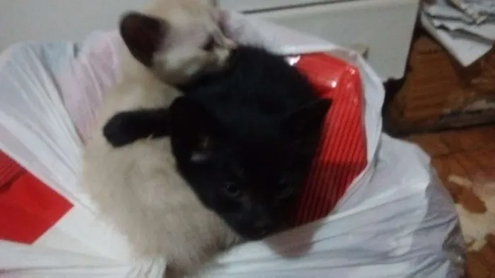 Gato ra a Siamês idade Abaixo de 2 meses nome **sem nome**