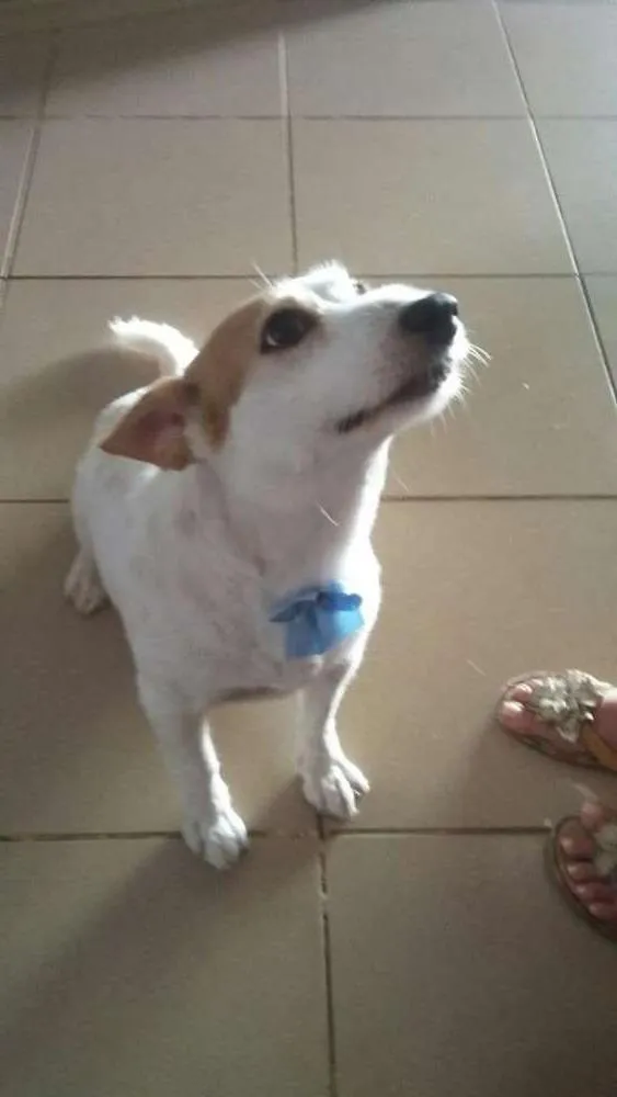 Cachorro ra a Viralata idade 6 ou mais anos nome Clara GRATIFICA