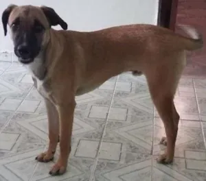 Cachorro raça Pittybul com rot vaily idade 2 a 6 meses nome Spayk