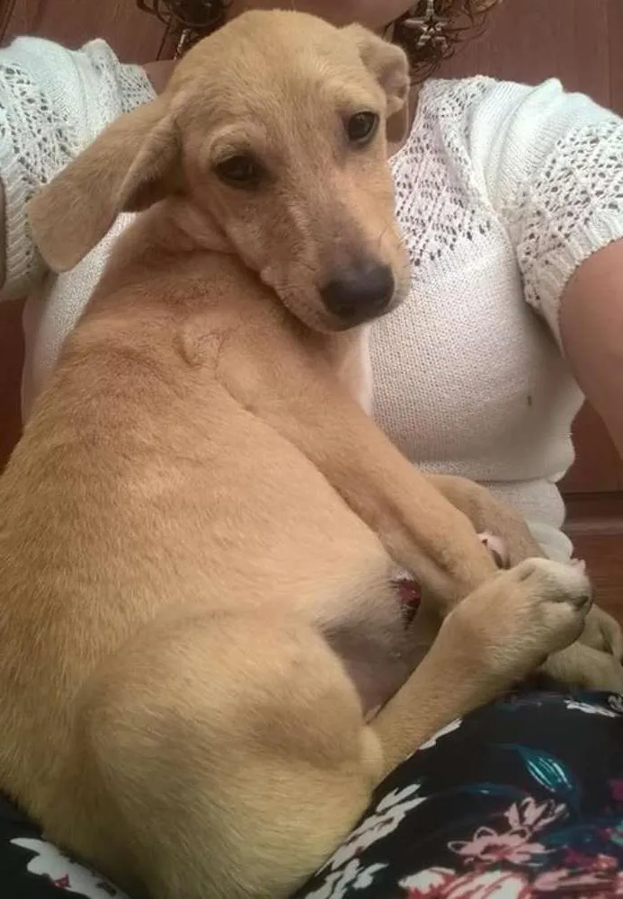 Cachorro ra a srd idade 7 a 11 meses nome Fredy