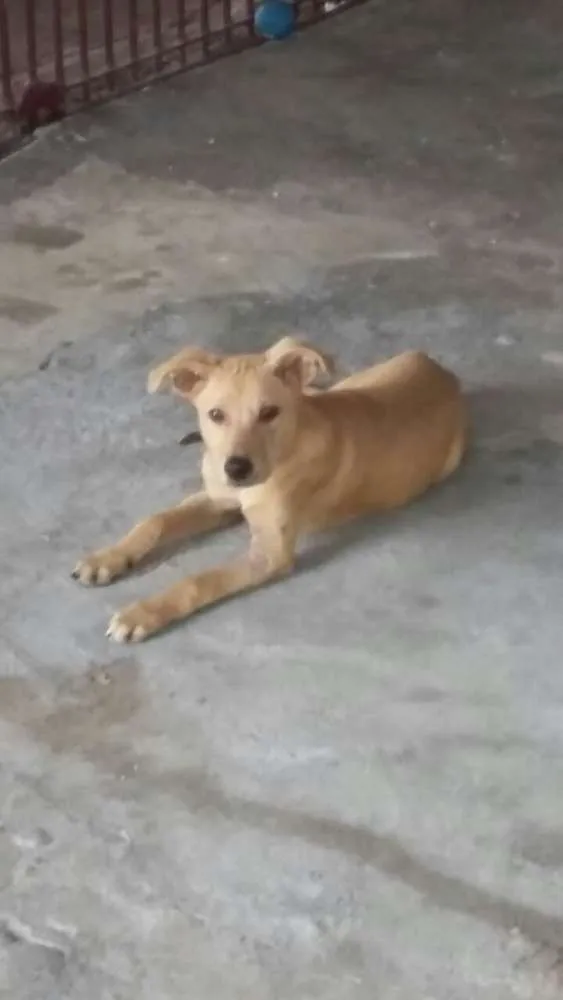 Cachorro ra a srd idade 7 a 11 meses nome Fredy