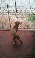 Fredy