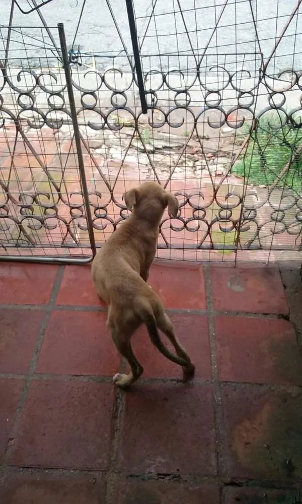 Cachorro ra a srd idade 7 a 11 meses nome Fredy