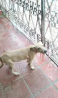 Fredy