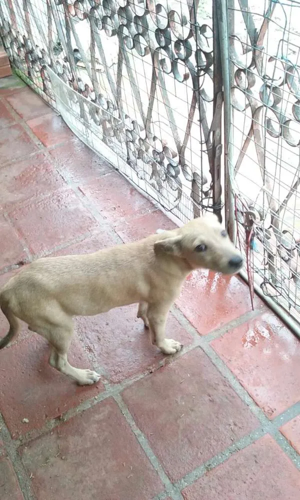 Cachorro ra a srd idade 7 a 11 meses nome Fredy