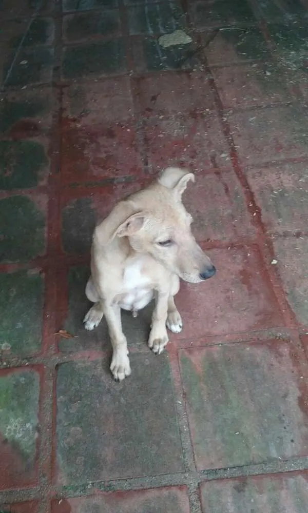 Cachorro ra a srd idade 7 a 11 meses nome Fredy