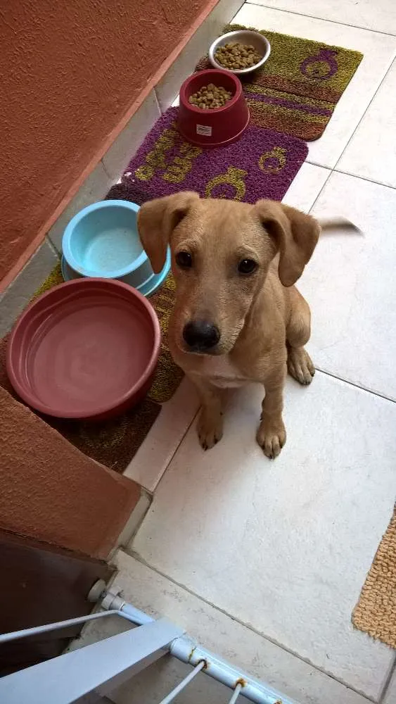 Cachorro ra a srd idade 7 a 11 meses nome Fredy
