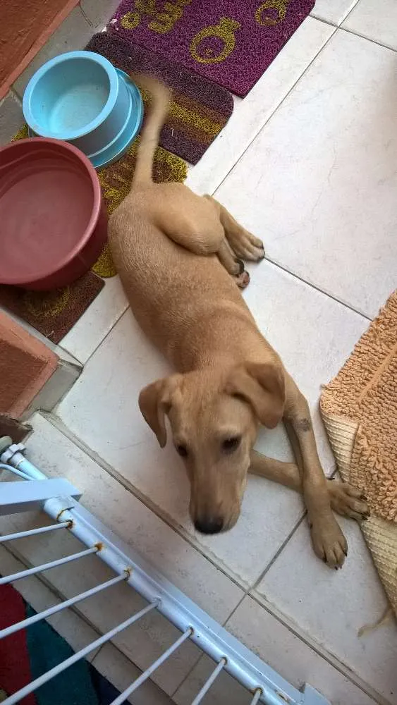 Cachorro ra a srd idade 7 a 11 meses nome Fredy