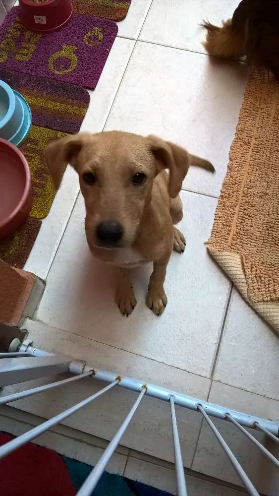Cachorro ra a srd idade 7 a 11 meses nome Fredy
