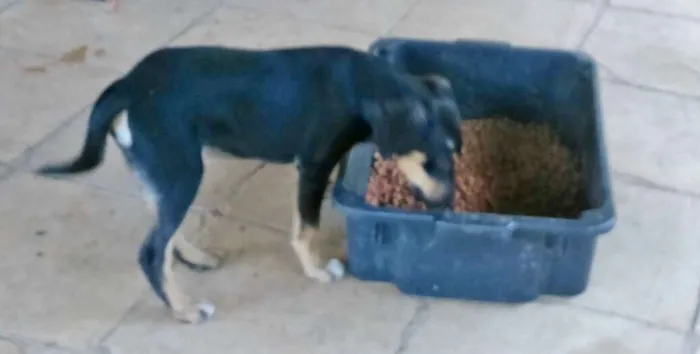 Cachorro ra a srd idade 7 a 11 meses nome gubi