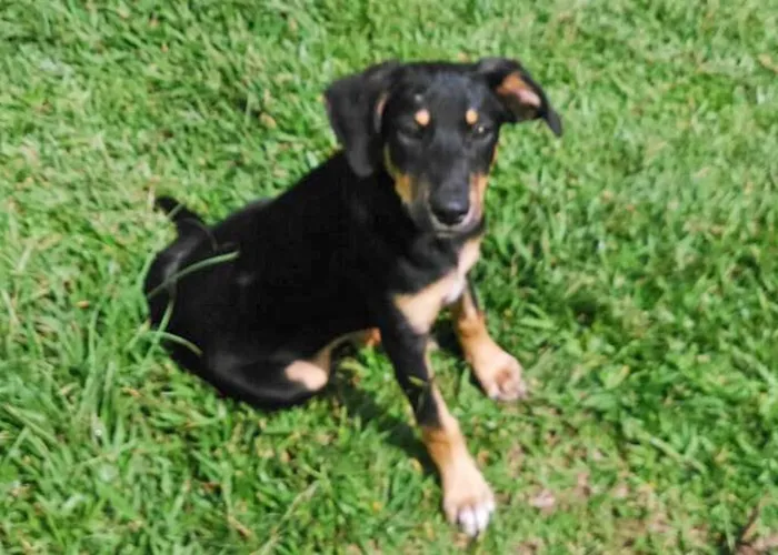 Cachorro ra a srd idade 7 a 11 meses nome gubi