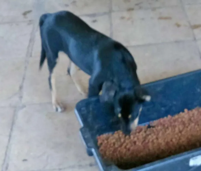 Cachorro ra a srd idade 7 a 11 meses nome gubi