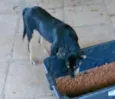 gubi