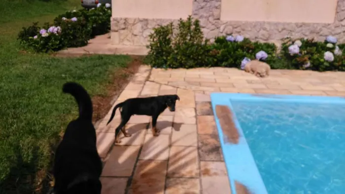 Cachorro ra a srd idade 7 a 11 meses nome gubi