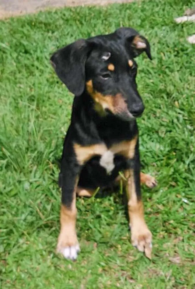 Cachorro ra a srd idade 7 a 11 meses nome gubi