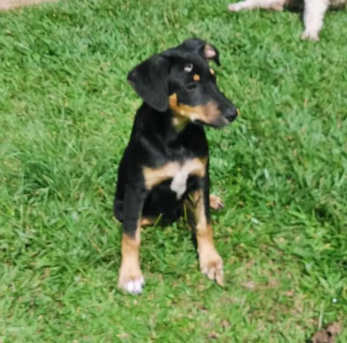 Cachorro ra a srd idade 7 a 11 meses nome gubi