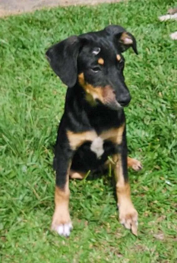 Cachorro ra a srd idade 7 a 11 meses nome gubi