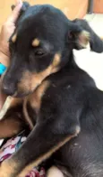 gubi