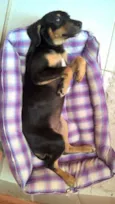 gubi