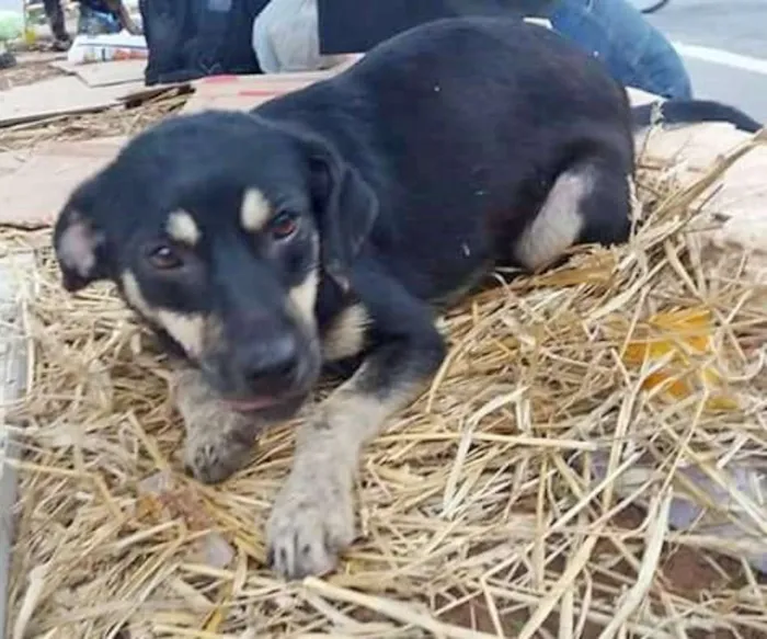 Cachorro ra a srd idade 7 a 11 meses nome Guga