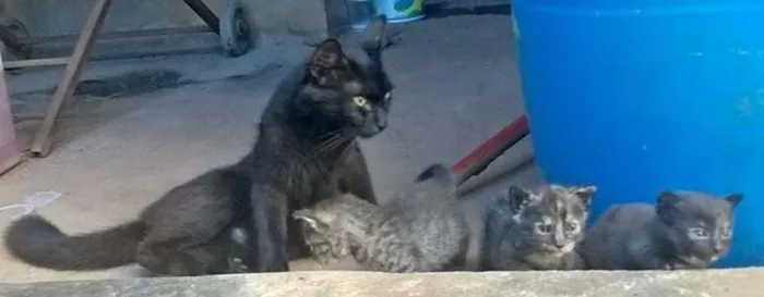 Gato ra a  idade Abaixo de 2 meses nome SEM NOME