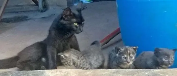 Gato ra a  idade Abaixo de 2 meses nome SEM NOME