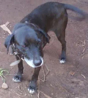 Cachorro ra a Viralata idade 3 anos nome Pelé