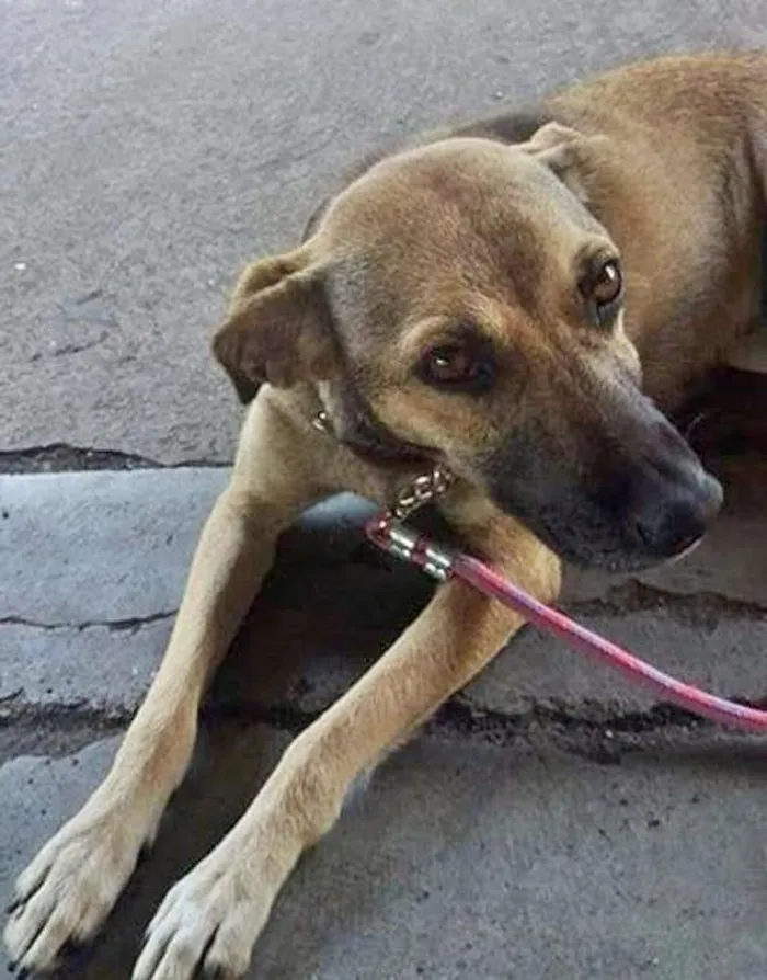 Cachorro ra a srd idade 2 anos nome gris 