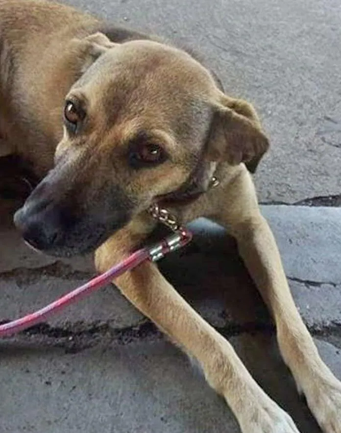 Cachorro ra a srd idade 2 anos nome gris 