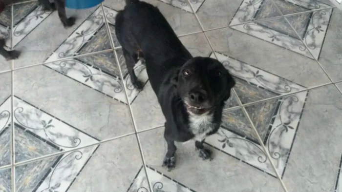 Cachorro ra a srd idade 3 anos nome tita