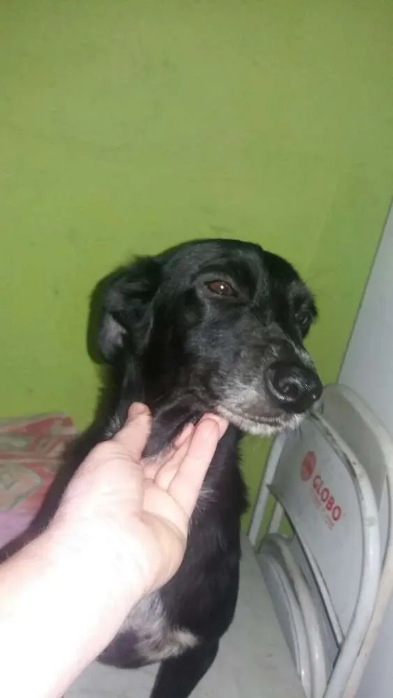 Cachorro ra a srd idade 3 anos nome tita
