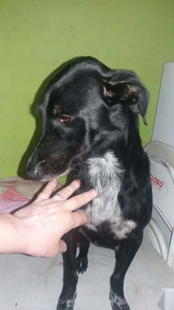 Cachorro ra a srd idade 3 anos nome tita