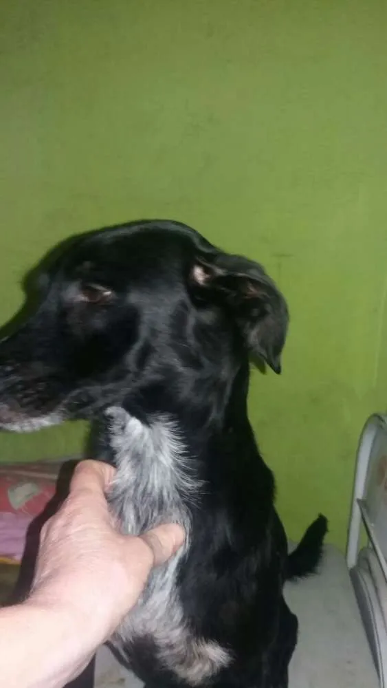 Cachorro ra a srd idade 3 anos nome tita