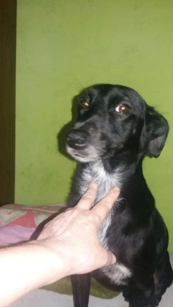 Cachorro ra a srd idade 3 anos nome tita